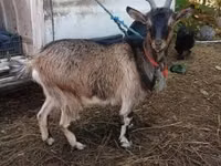 Goat, Goats — photo 7