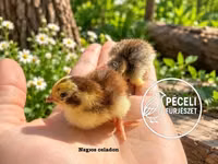 Quails — foto 2