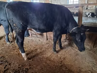 Cow, Cattle — photo 3