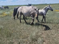 Mare, Kazakh horse — photo 7
