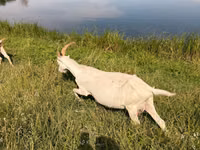 암염소, LaMancha goats — 사진 3