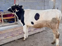 گاو ماده, Simmental cattle — عکس 7