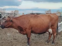 Cow, Cattle — photo 3