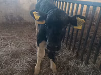 Үнээ, Russian Black pied cattle — 4 зураг