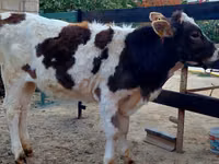 Гов, Simmental cattle — акс 2