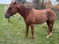Horse (M), Quarter Horse — photo 2
