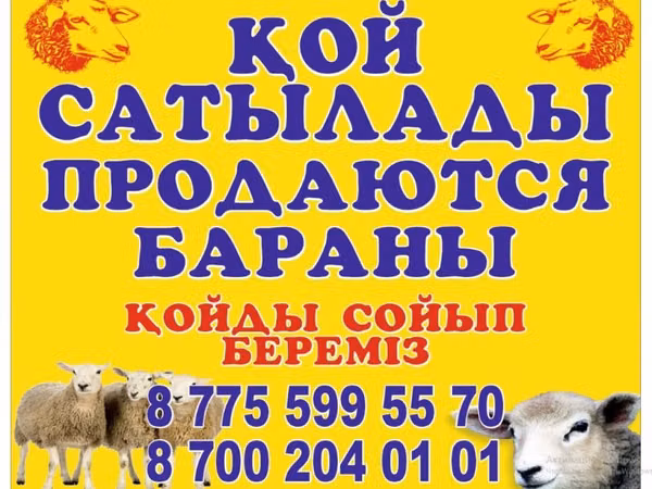 Ram, Sheep — Kazakhstan