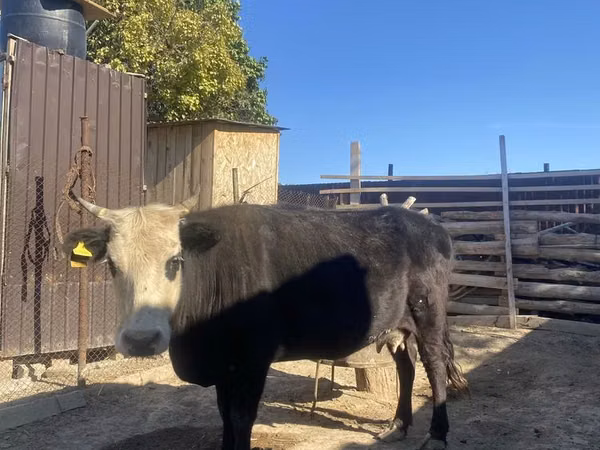 Cow, Latvian Blue cattle — Kazakhstan