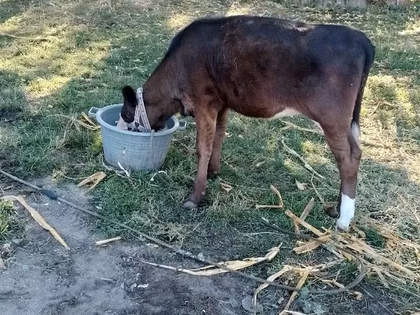 Cow, Cattle — Moldova