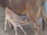Mucca, Bovini — foto 2