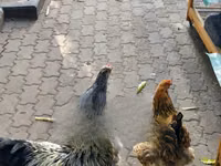 Shamo chickens — sawirka 7