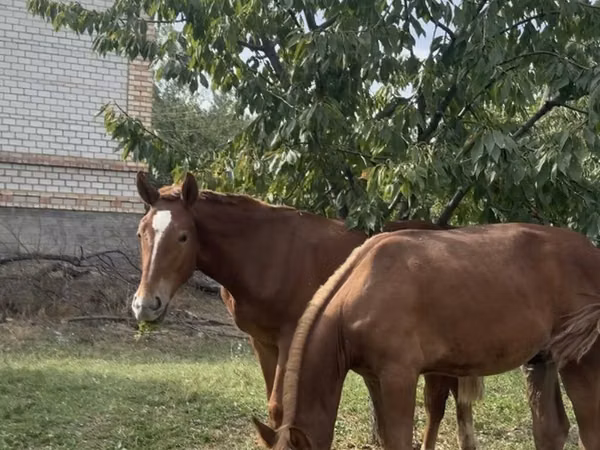 Horse (M), Horses — Kyrgyzstan