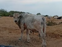 Bull, Charolais cattle — photo 2