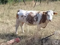 सांड, मवेशी — फ़ोटो 1