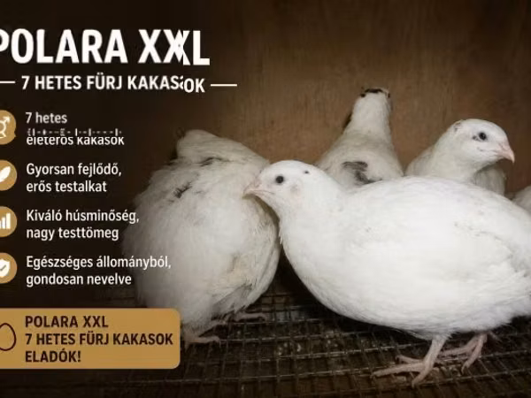 Quails — Угорщина