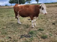 Cow, Montbéliarde — photo 4