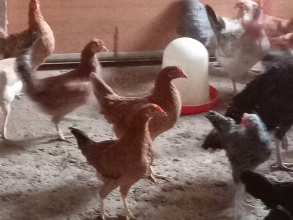 Chickens — Azerbejdżan