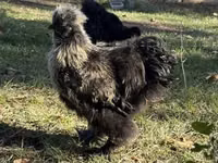 Silkie — foto 3