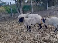 Vædder, White Suffolk sheep — foto 2