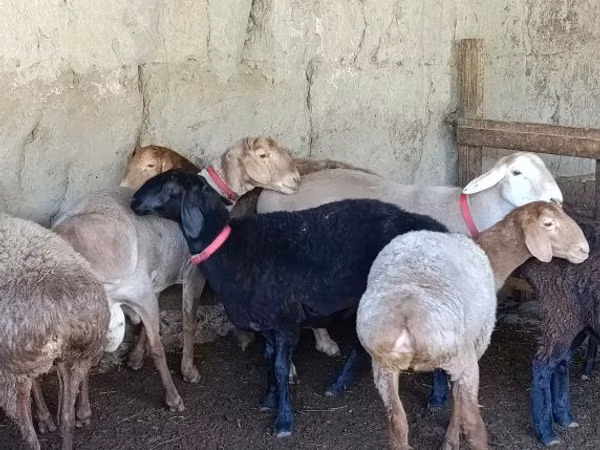 பெண் ஆடு, ஆடுகள்