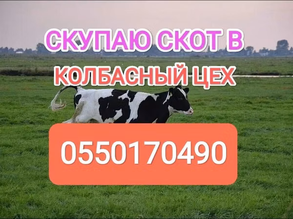 Bull, Holstein breed — Kyrgyzstan