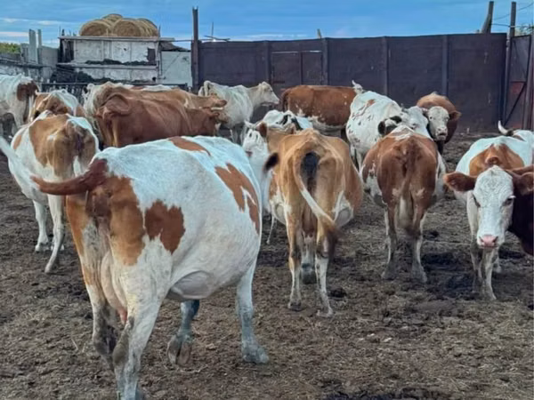 Cow, Simmental cattle — Kazakhstan