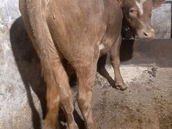 ثور, Swiss cattle