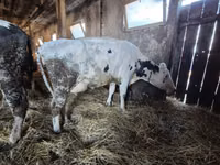 Krava, Russian Black pied cattle — foto 2