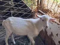 Ged, Saanen goat — foto 3