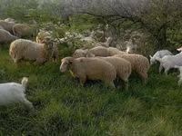 Sheep, Sheep — photo 3