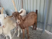Billy Goat, Goats — photo 1
