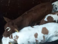 Bik, Simmental cattle — fotografija 5