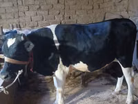 सांड, Russian Black pied cattle — फ़ोटो 3