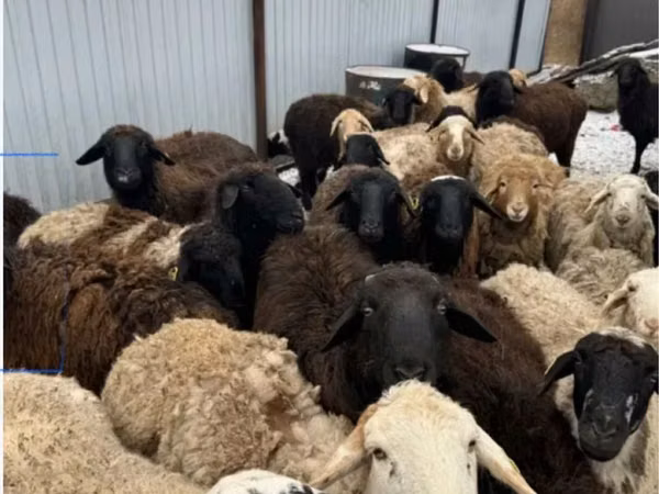 Ram, Sheep — Kazakhstan