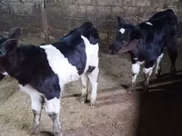 公牛, Russian Black pied cattle — 照片 1