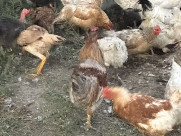 Chickens