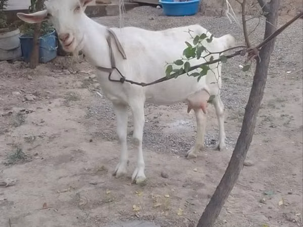Goat, Goats — Uzbekistan