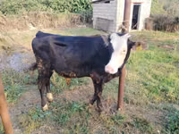 Toro, Razza rossa-mottled — foto 2