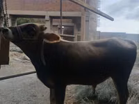 Toro, Bovini — foto 2