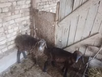 Sheep (batch, sex not specified), Sheep — photo 2