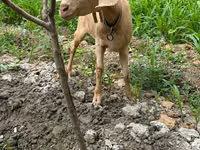 Goat, Goats — photo 1