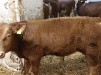 公牛, Simmental cattle — 照片 3