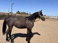 ม้าตัวเมีย, Friesian — รูปภาพ 3