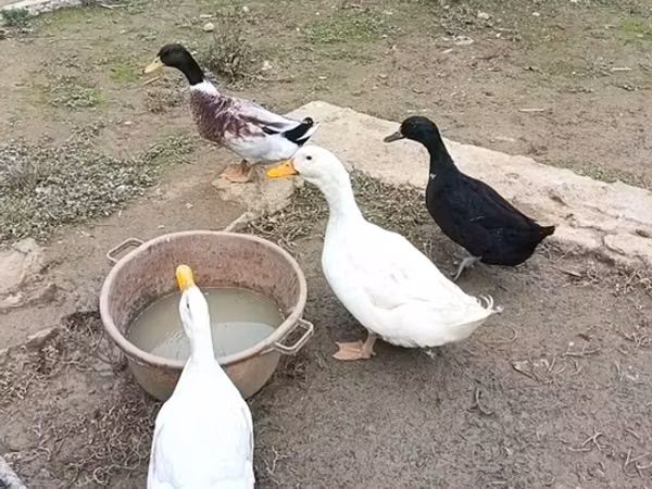 Ducks