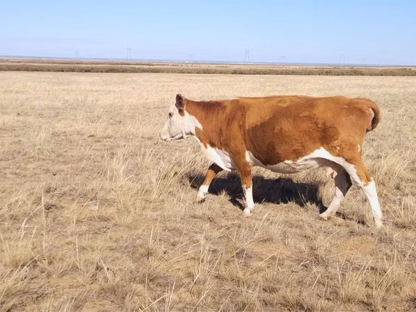 Cow, Hereford — Kazakhstan