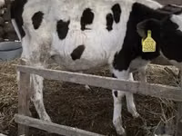 雄牛, Russian Black pied cattle — 写真 1