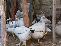 Chickens — عکس 3