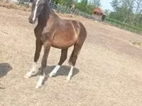 Horse (M), Lipizzaner — photo 3