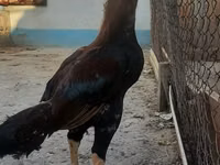 Chickens — عکس 1