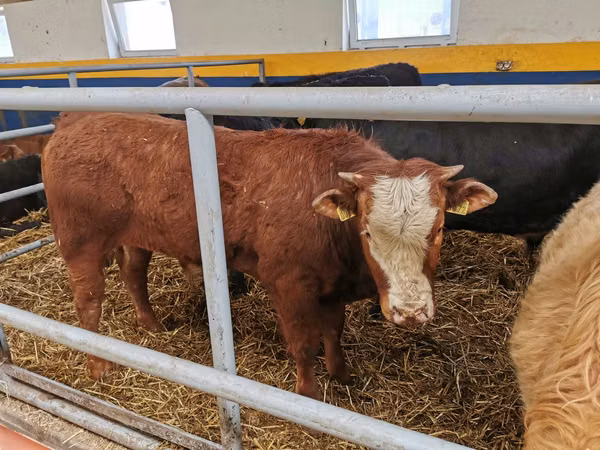 公牛, Simmental cattle